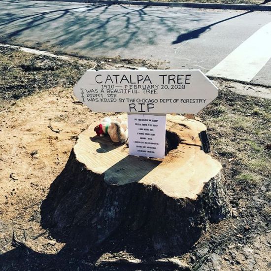 You know you live in neighborhood with a hippie community when grave sites for trees pop up.
.
.
.
.
.
.
#kittyinthebigcity 
#riptree #logansquare #hippielife #chicago #chicagogram #windycitylivin