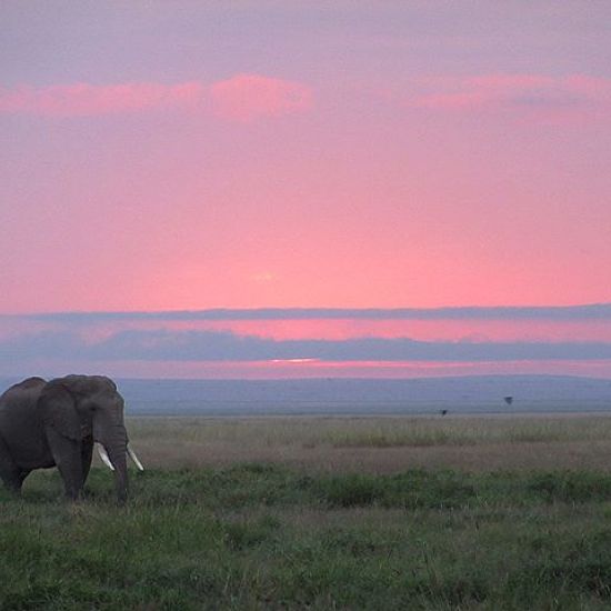 Last day in Amboseli National Park was exceptional. From the sunrise drive to finally capturing the male lion - it was the best day yet.
.
#amboselinationalpark #lion #elephant #vulture #hyeena #tripofalifetime #safari #windycitylivin